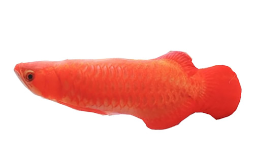 Original Image